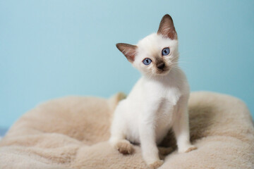 ミヌエット、猫、子猫、可愛い © 祐輔 稲垣