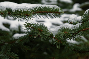 Spruce branch snow. Winter natural texture. A snow-covered branch in close-up in a winter park. Background for design, Christmas cards. The concept of Christmas, holidays. Green spruce in the cold - 758634244
