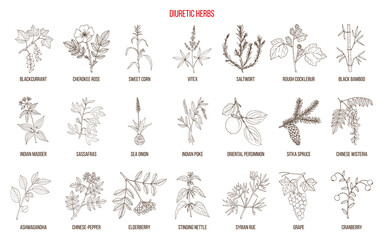 Best diuretic plants collection. Hand drawn vector illustration - obrazy, fototapety, plakaty