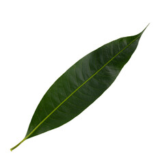 leves of marian plum isolated on a white background