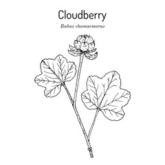 Cloudberry (rubus chamaemorus), or bakeapple, knotberry, low-bush salmonberry, edible and medicinal plant.