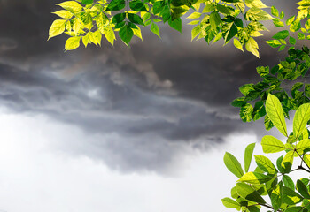 Green leaves with blurred cloud storm background.
