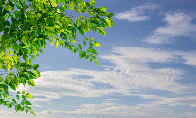 Green leaves with blurred blue sky background