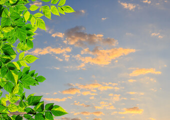 Green leaves with blurred sky background