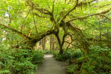 Papier Peint photo Destinations Beautiful Hoh rainforest, located in Olympic National Park on the Olympic Peninsula, in Washington State, USA. Great outdoor exploring place for summer vacation and is nice all year around 