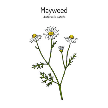 Mayweed, or Stinking chamomile (Anthemis cotula), edible and medicinal plant. Hand drawn vector illustration