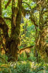 Fototapeta premium Beautiful Hoh rainforest, located in Olympic National Park on the Olympic Peninsula, in Washington State, USA. Great outdoor exploring place for summer vacation and is nice all year around 
