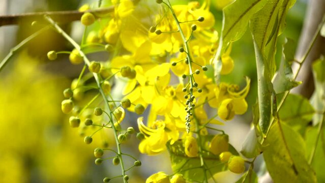 the golden shower flower Indian laburnum plant Kanikonna ,