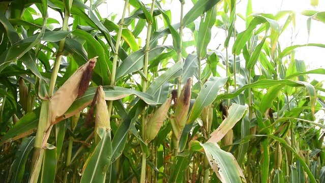 Corn field organic farm background.