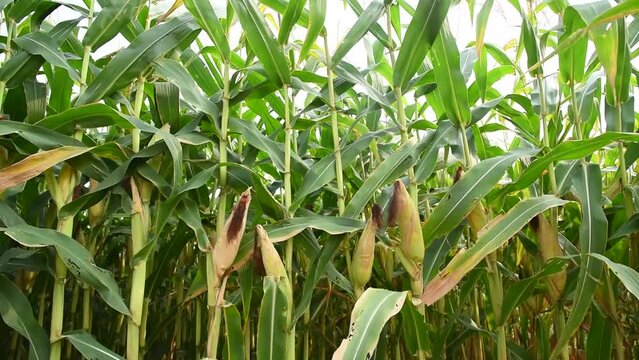 A field of corn cobs with corn plantation field background.
