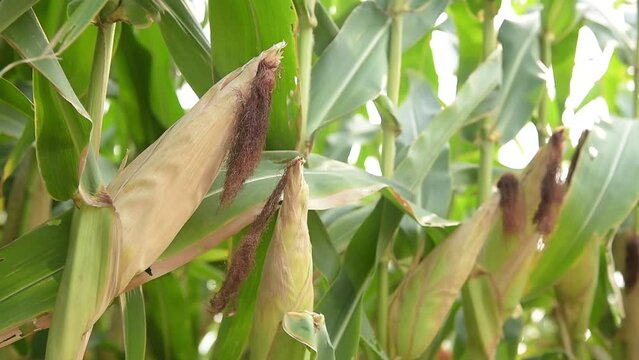 Dry maize corn plant in agricultural fields .