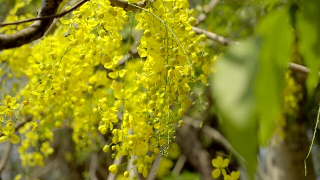 the golden shower flower Indian laburnum plant Kanikonna ,