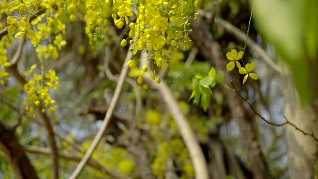 the golden shower flower Indian laburnum plant Kanikonna ,