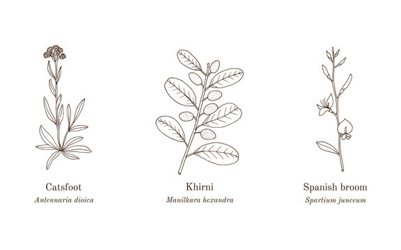 Collection of edible and medicinal plants
