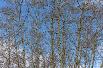 White poplars in winter with buds. Populus alba.