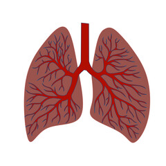Vector illustration of lungs on white background