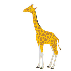 Vector illustration of giraffe on white background, suitable for icons, decorations, etc