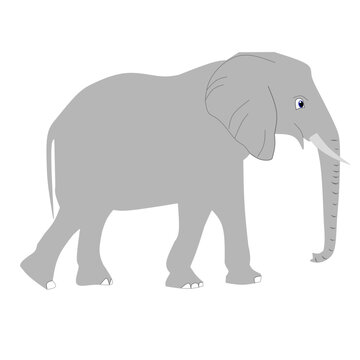 Vector illustration of elephant on white background