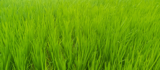 Rice plants are paddy fields