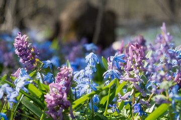 A spring meadow of flowers. Blue snowdrops and purple crested blossomed in the spring forest. Bright sunlight illuminates the clearing. A light breeze stirs the flowers The concept of awakening spring - 758638653