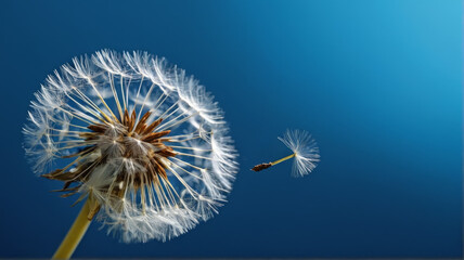 Dandelion Blowing in the Wind With Blue Sky