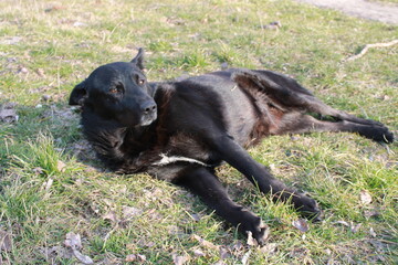 
A black dog lies on the green grass.