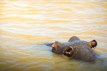 A hippopotamus is seen calmly submerged in warm, golden-colored water, likely due to the setting...