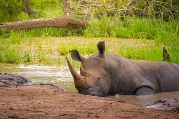 A woman is seen photographing a serene rhinoceros while it rests at a muddy waterhole surrounded by...