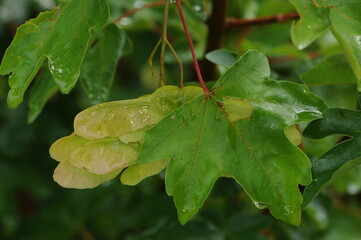 Ahorn, Feld-Ahorn,  Acer campestre  mit grünen Spaltfrüchten