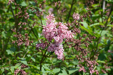Flieder, Preston-Flieder,  Syringa x prestoniae