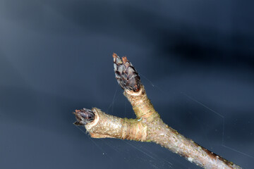 Ahorn, Zimt-Ahorn,  Acer griseum