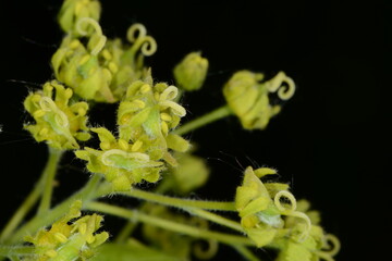 Feldahorn, Einzelblüten,  Acer campestre, Blüte,  Blüten,  Einzelblüten