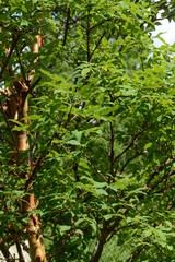 Zimt-Ahorn,  Acer griseum