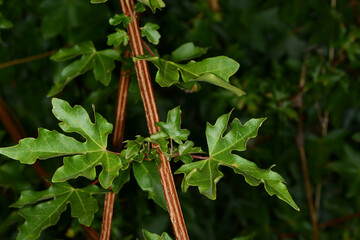 Ahorn, Feld-Ahorn,  Acer campestre, Blätter,  Laubblätter,  junge Zweige,  Äste  mit Korkleisten