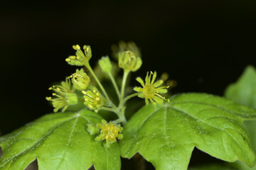 Feldahorn, Einzelblüten,  Acer campestre, Blüte,  Blüten,  Einzelblüten