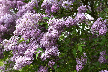 Obraz premium Flieder, Chinesischer Flieder, Syringa x chinensis