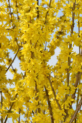 Forsythie, Forsythia x intermedia, blühende Forsythie, Ast, Zweig, Trieb,  Strauchausschnitt