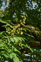 Blasenesche, Koelreuteria paniculata, Blüte