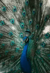 Fototapeten peacock with feathers © Anh