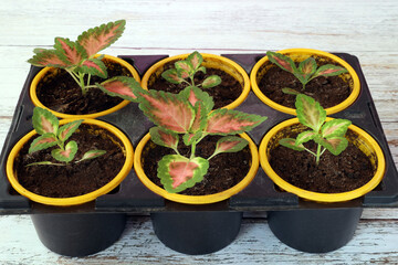 Coleus cuttings grow in peat in yellow plastic containers.