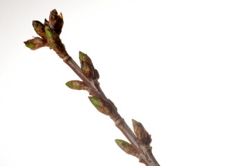 Forsythie, Forsythia x intermedia, Trieb mit  Blütenknospen und  Blattknospen  im  März