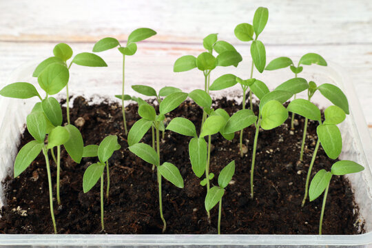 small plants - eggplant seedlings growing in a plastic box. Growing vegetable seedlings