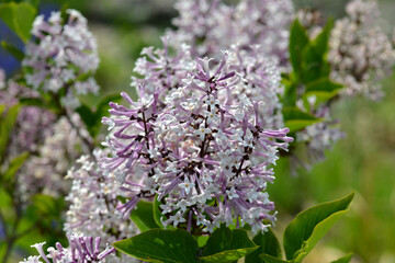 Flieder, Koreanischer Flieder,  Syringa  patula, Miss Kim in der Blüte, Strauchausschnitt