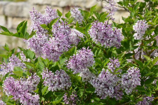 Flieder, Koreanischer Flieder,  Syringa  patula, Miss Kim in der Bl&uuml;te, Strauchausschnitt