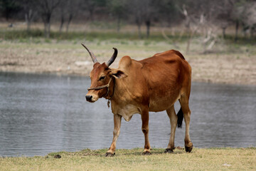 cow in the farm field with background lake