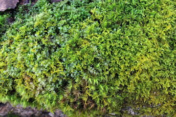 Fresh wet green moss covering tree bark texture background close up natural conditions