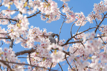 満開のタマナワザクラの枝に止まるヒヨドリ