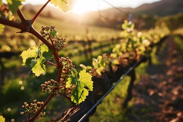 Fotobehang Tuscan vineyard with red grapes ai generated art.  © Tsanko