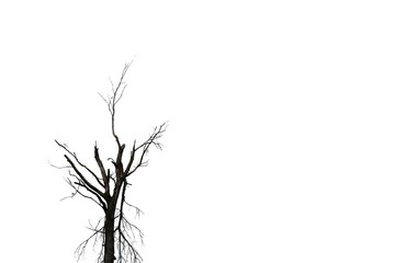 Dry wood on an isolated white background.