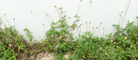 The texture and color design of the wall, the background texture and color of the wall,